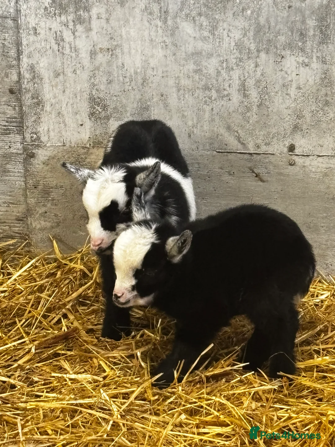 Goats livestock for sale: Breeding Nanny Goat with Twins at Foot (Ready Now) - Advert 1