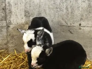 Goats livestock Breeding Nanny Goat with Twins at Foot (Ready Now) - Advert 9