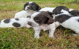 Sprocker dogs for sale: Beautiful f2 sprockers - Image 21