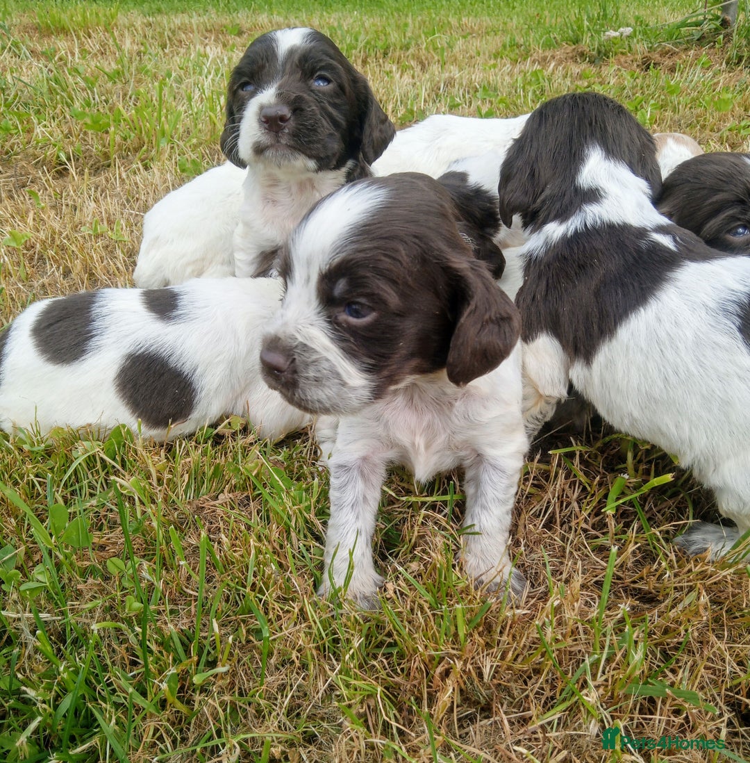 Sprocker dogs for sale: Beautiful f2 sprockers - Image 21