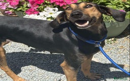 Mixed Breed dogs for adoption: Cinnamon needs a loving home  - Image 23
