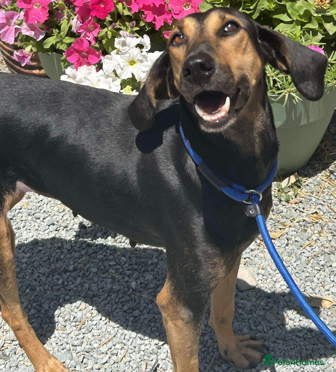 Mixed Breed dogs for adoption: Cinnamon needs a loving home  - Image 23