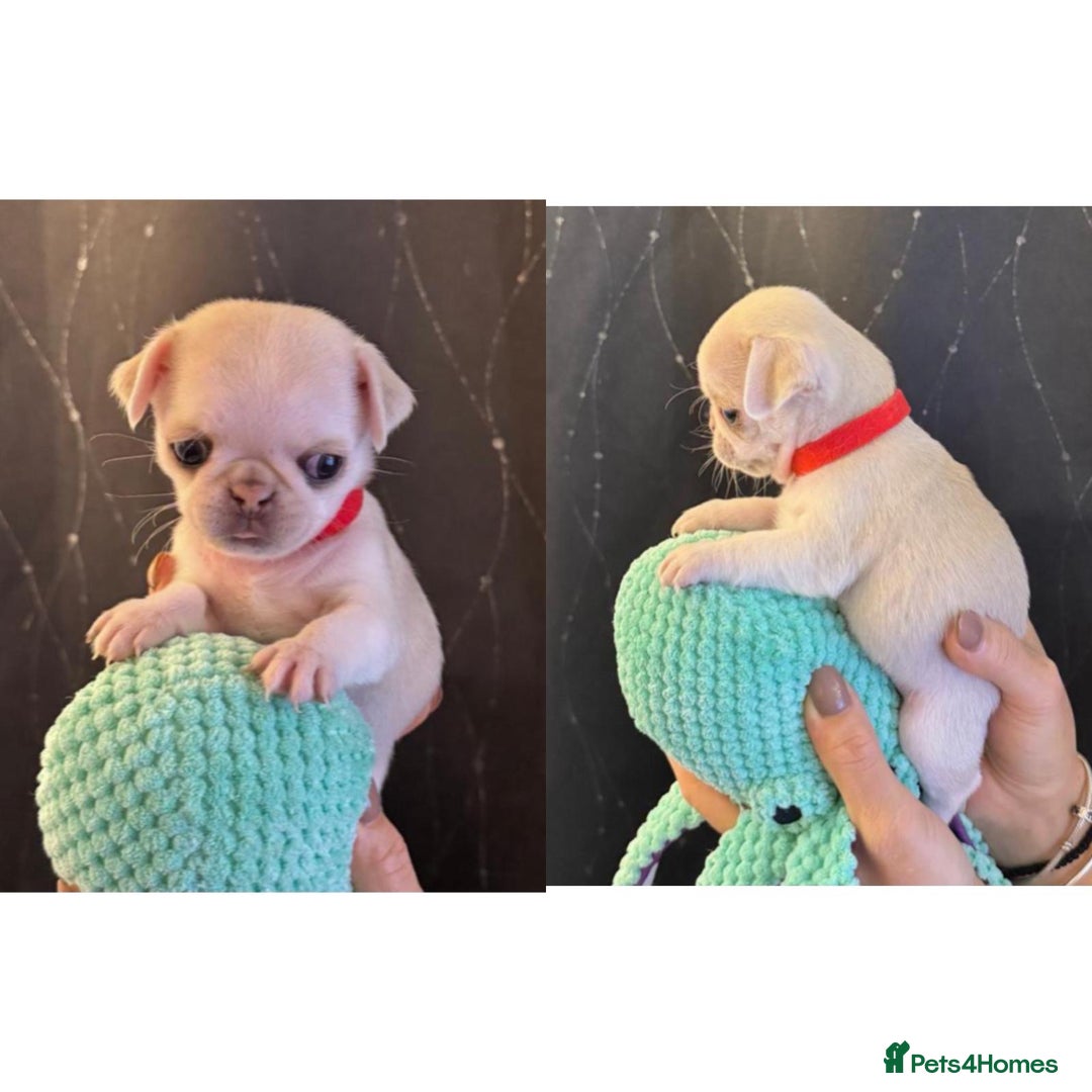 Pug dogs for sale: beautiful rare colour pug puppies - Advert 7