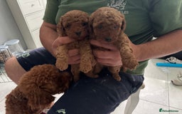 Toy Poodle dogs for sale: Dark red extra Tiny toy poodle puppies KC register - Image 3