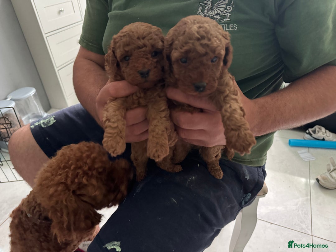 Toy Poodle dogs for sale: Dark red extra Tiny toy poodle puppies KC register - Image 3