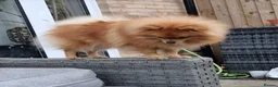 Pomeranian dogs for sale: One orange sable left 🧡 KC - Chiao li ya lines 🫅 - Advert 7