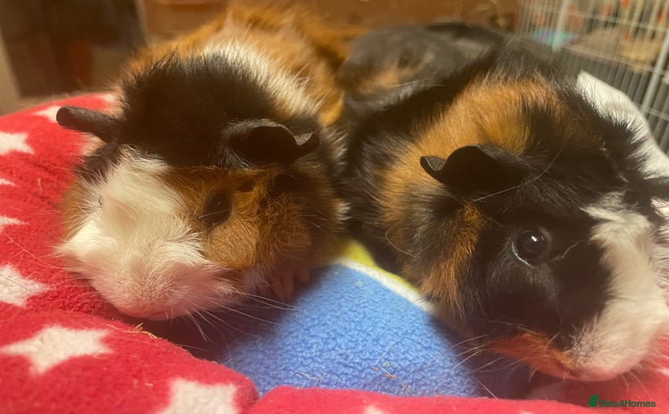 Guinea Pig rodents - Advert 1