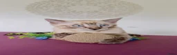 Bengal cats for sale: Snow White Bengal Male kitten Available.   - Advert 4