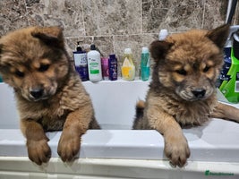 Mixed Breed dogs Chowsky puppies chow chow - Advert 3