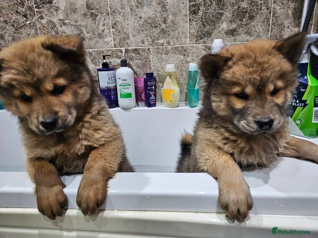 Mixed Breed dogs Chowsky puppies chow chow - Advert 1