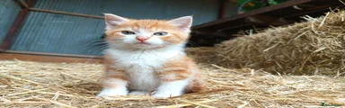 Ginger