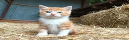 European cats for sale: Two farm cats ready to go - Advert 5