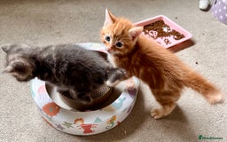 Mixed Breed cats for sale: Amiable mixed breed kittens - Image 4