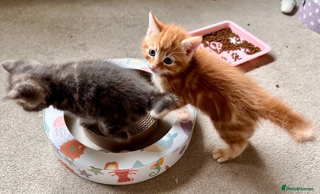 Mixed Breed cats for sale: Amiable mixed breed kittens - Image 4