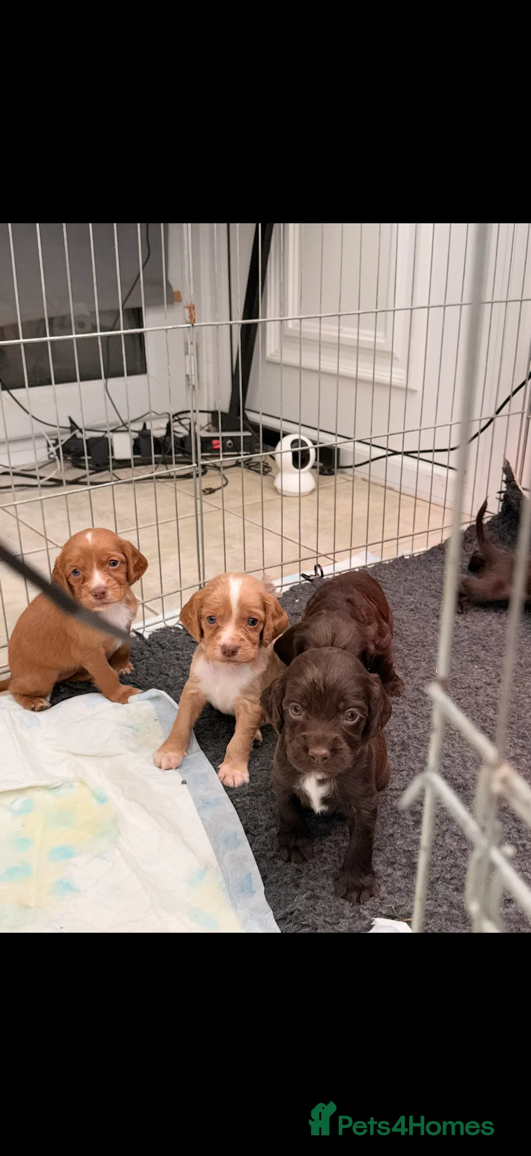 Sprocker dogs for sale: Sprocker Pups - Advert 3