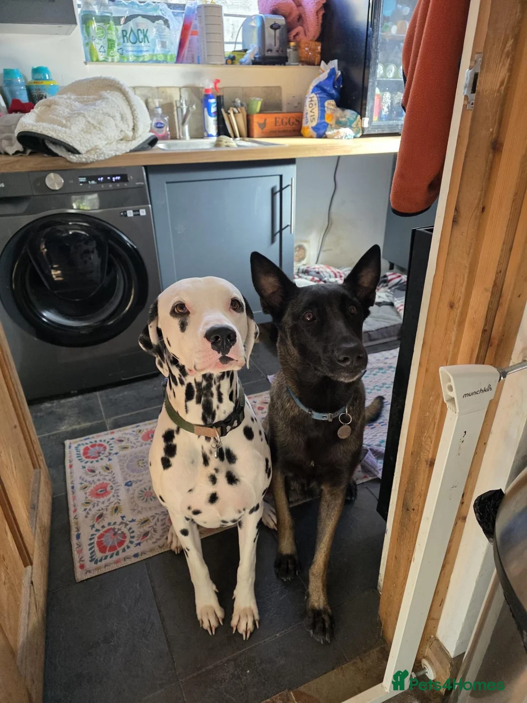Mixed Breed dogs for sale: Dalmatian × Belgian Malinois- Loving, Active Homes in Hemel Hempstead - Advert 11