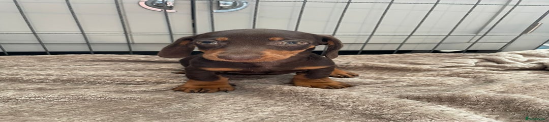 Dachshund Puppy 4