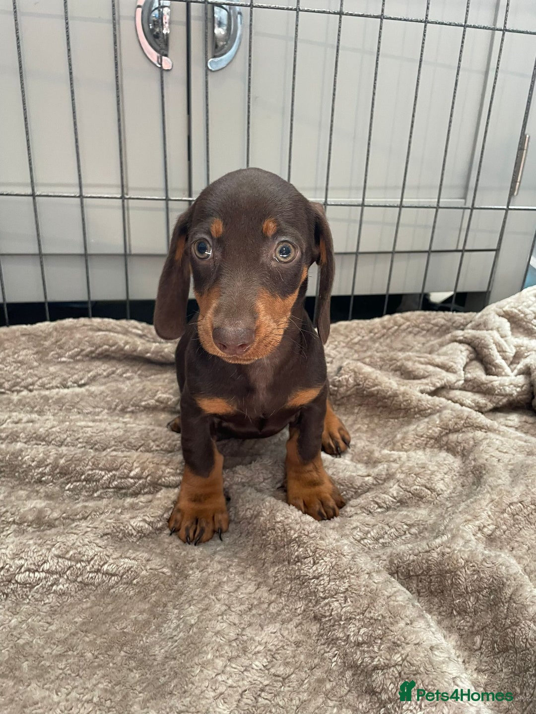 Dachshund dogs for sale: Standard Dachshund Puppies Ready Now - Image 8