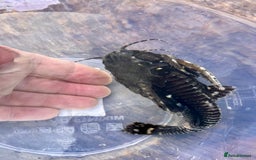 Cichlids fish for sale: Fontosa and Malawi's for sale see prices below - Image 7