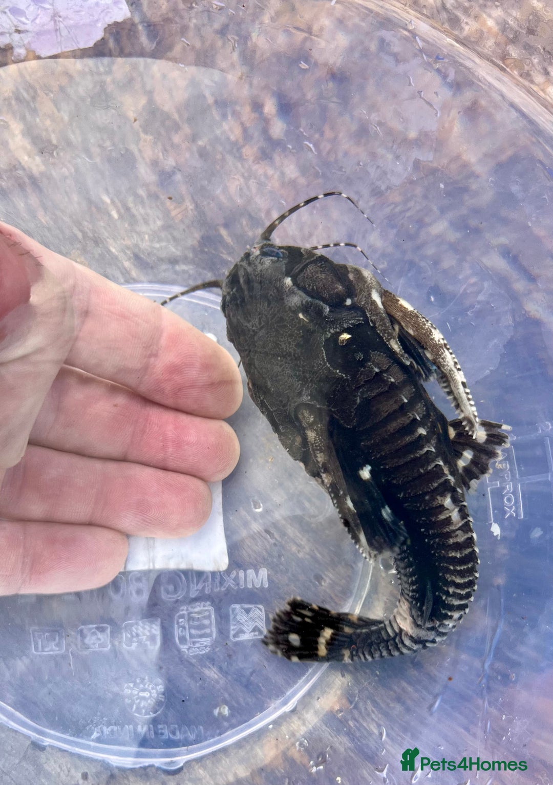 Cichlids fish for sale: Fontosa and Malawi's for sale see prices below - Image 7