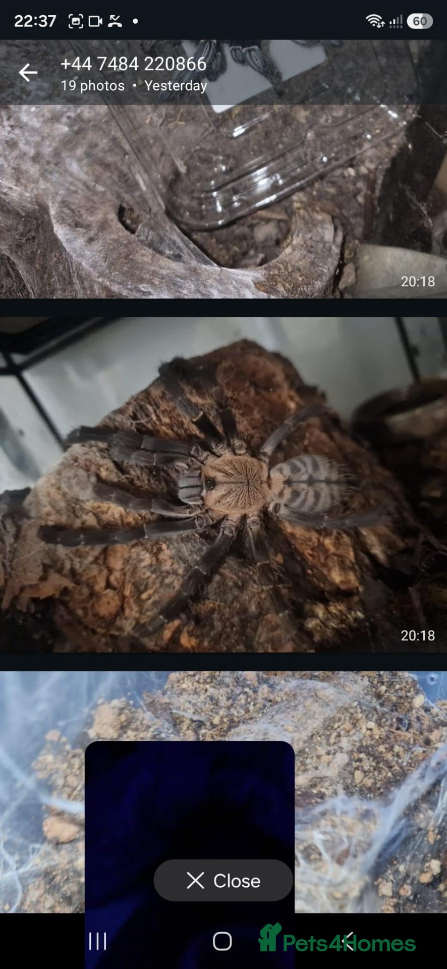 Tarantulas invertebrates List of Mix breed Tarantulas and a Boa  - Advert 1