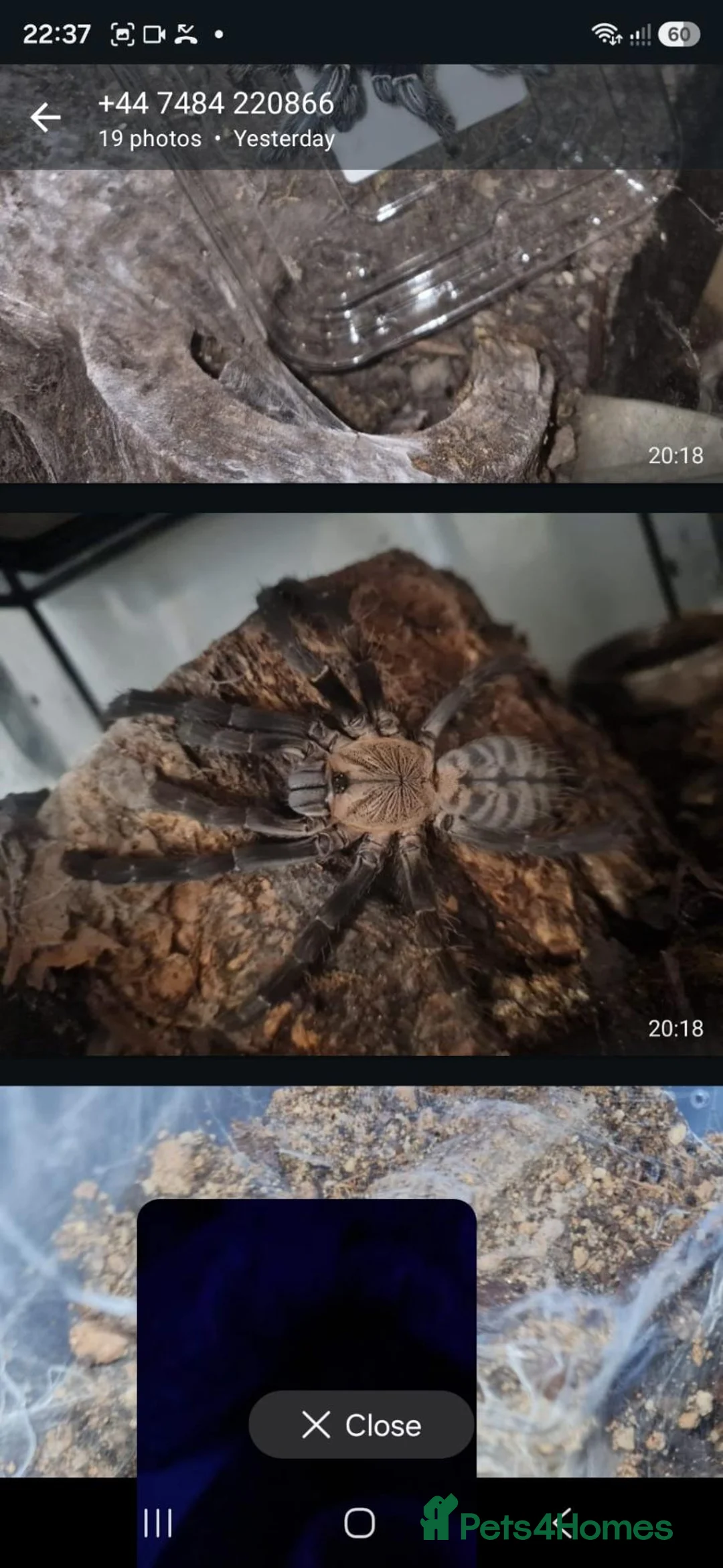 Tarantulas invertebrates for sale: List of Mix breed Tarantulas and a Boa  - Advert 1