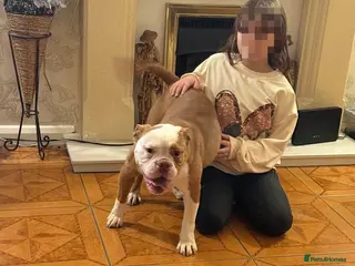 Old Tyme Bulldog dogs Beloved Old English Bulldog - Advert 4