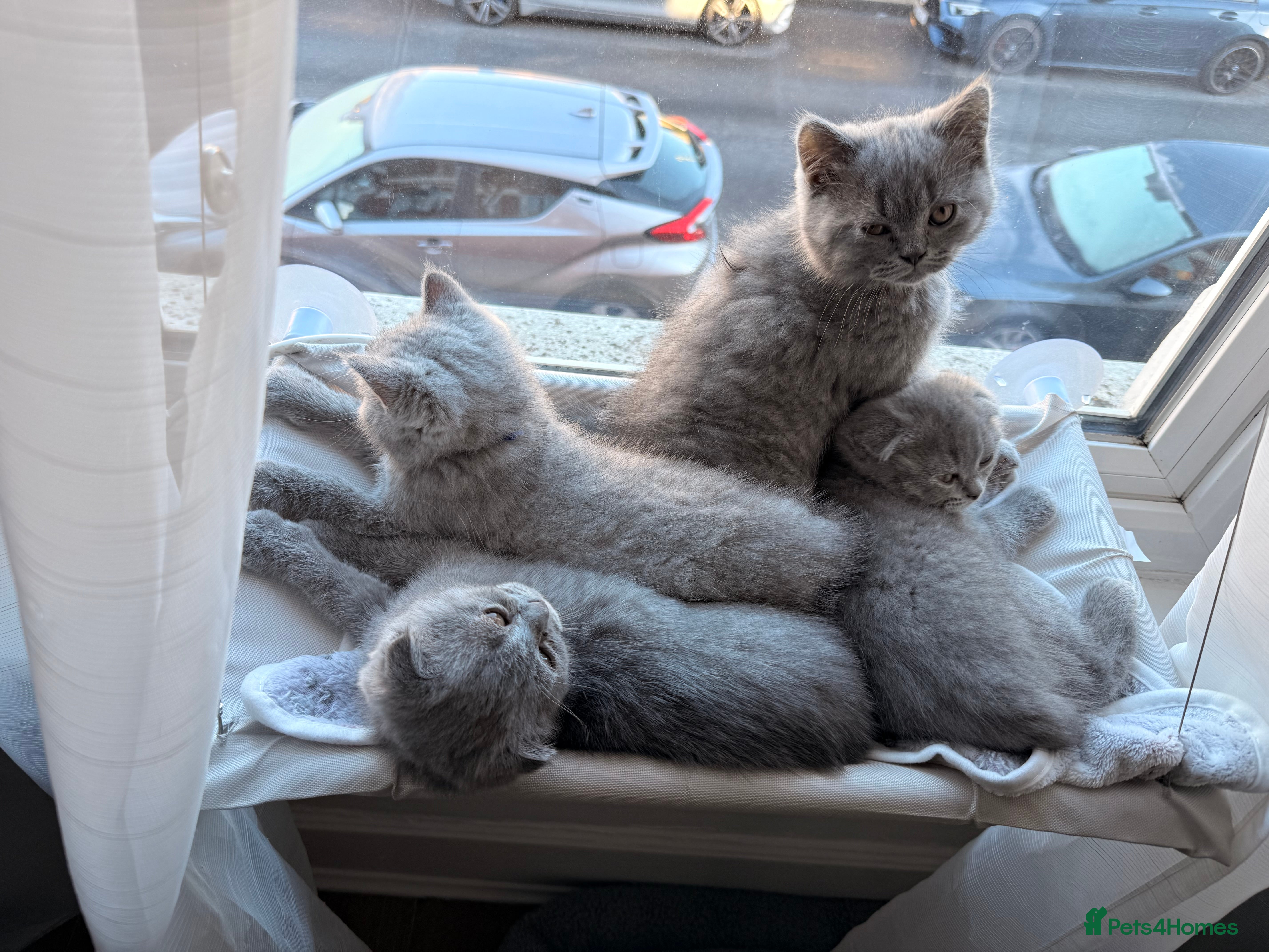 Scottish Fold cats Scottish Fold&British Shorthair.Vaccinated&Ready - Advert 1