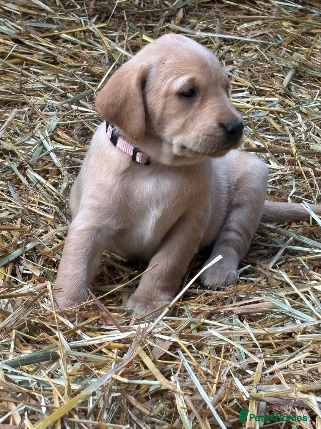 Labrador Retriever dogs for sale: KC Registered Labrador Puppies for Sale - Advert 18