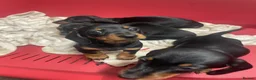 Miniature Dachshund dogs for sale: 4 black & tan miniature dachshund puppies. - Advert 9