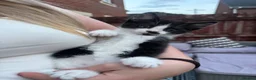 Mixed Breed cats for sale: 4 girls ready for their forever home in Exeter - Advert 3