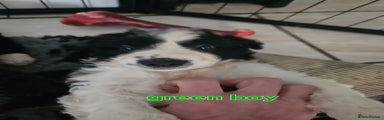 Border Collie Puppy 1