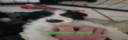 Border Collie dogs for sale: 6 Border collie pups - Advert 13