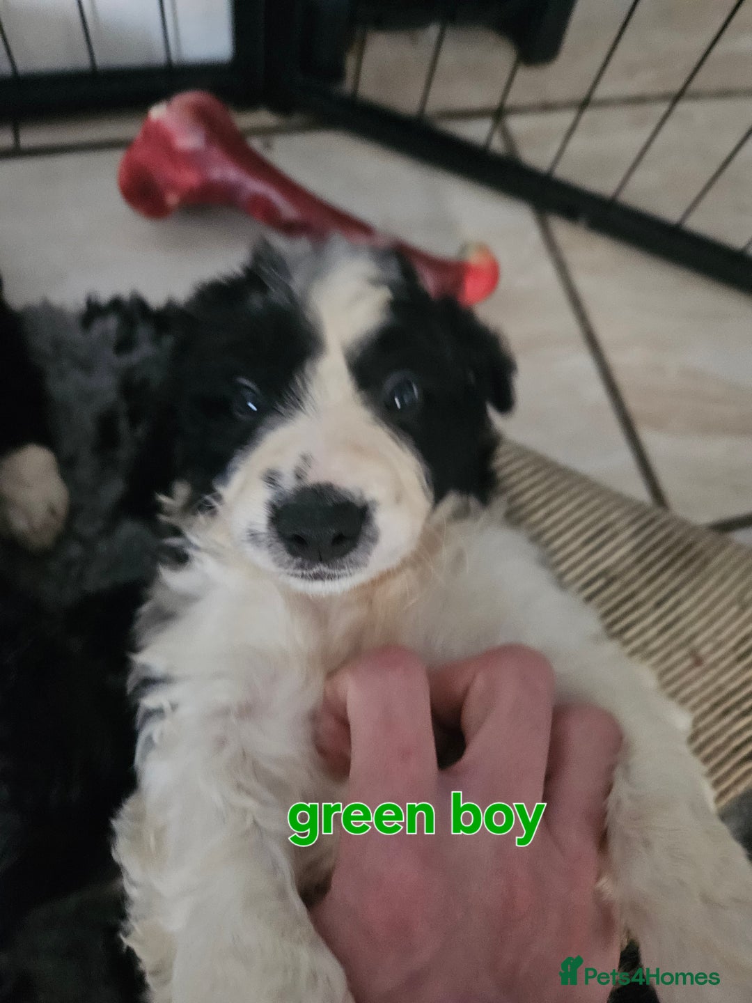 Border Collie dogs for sale: 6 Border collie pups - Advert 13