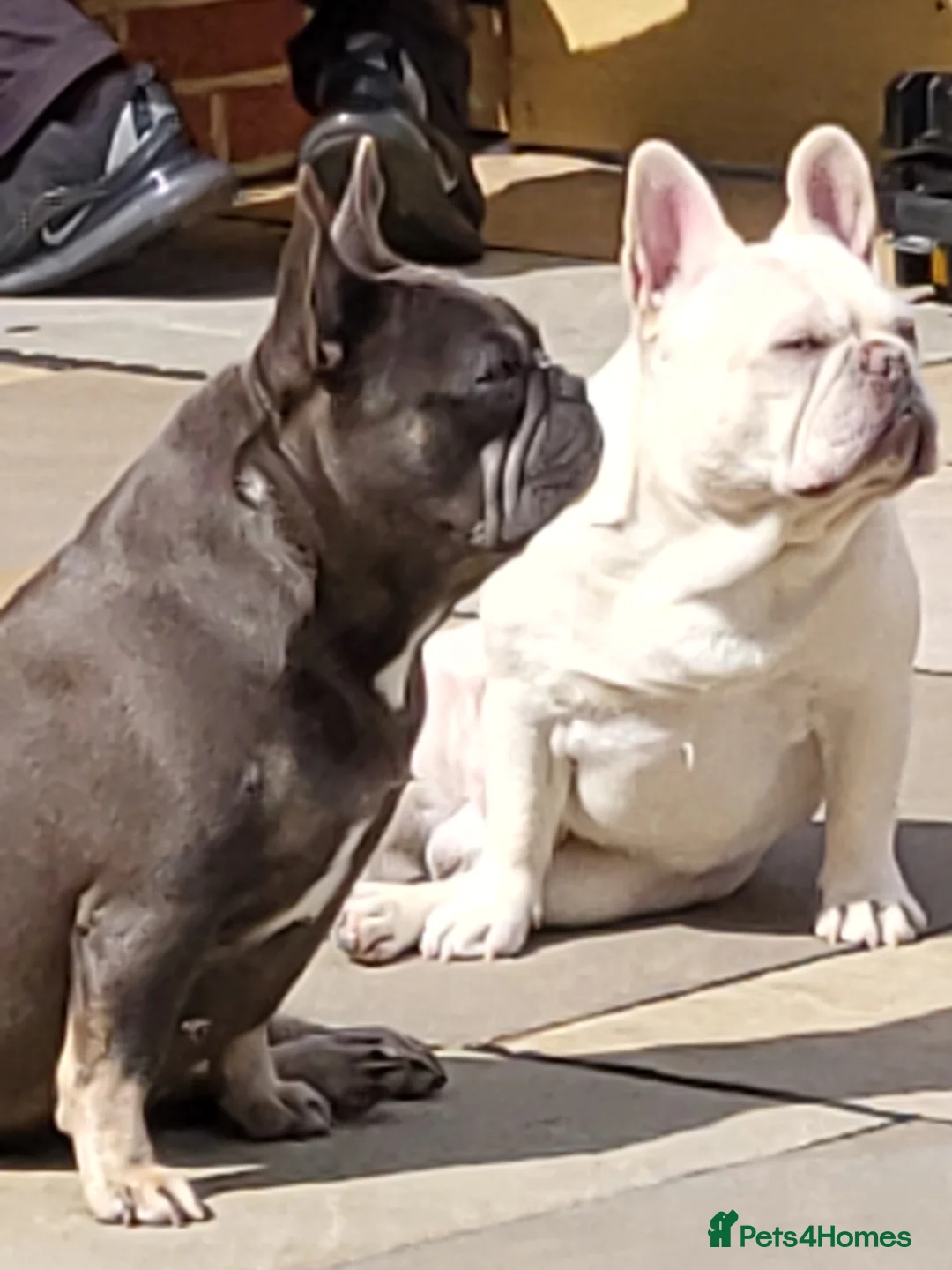French Bulldog dogs for stud:  💥Amazing structure and quality! in Ebbw Vale - Advert 6