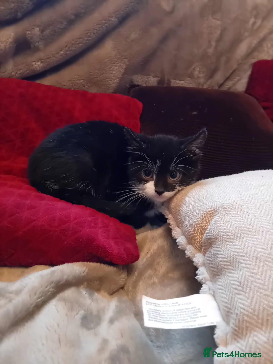 Mixed Breed cats for sale: Beautiful kitten's  - Advert 5