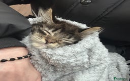 Maine Coon cats for sale: Gorgeous main coon kitten for sale  - Advert 4