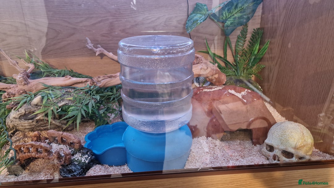 Corn Snake reptiles for sale: 6 year old corn snake & home & accessories  - Image 4
