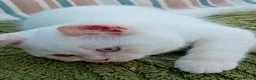 British Shorthair cats for sale: Beautiful cream colour point girl  - Advert 3