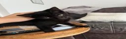 American Shorthair cats for sale: beautiful black kitten - Advert 4