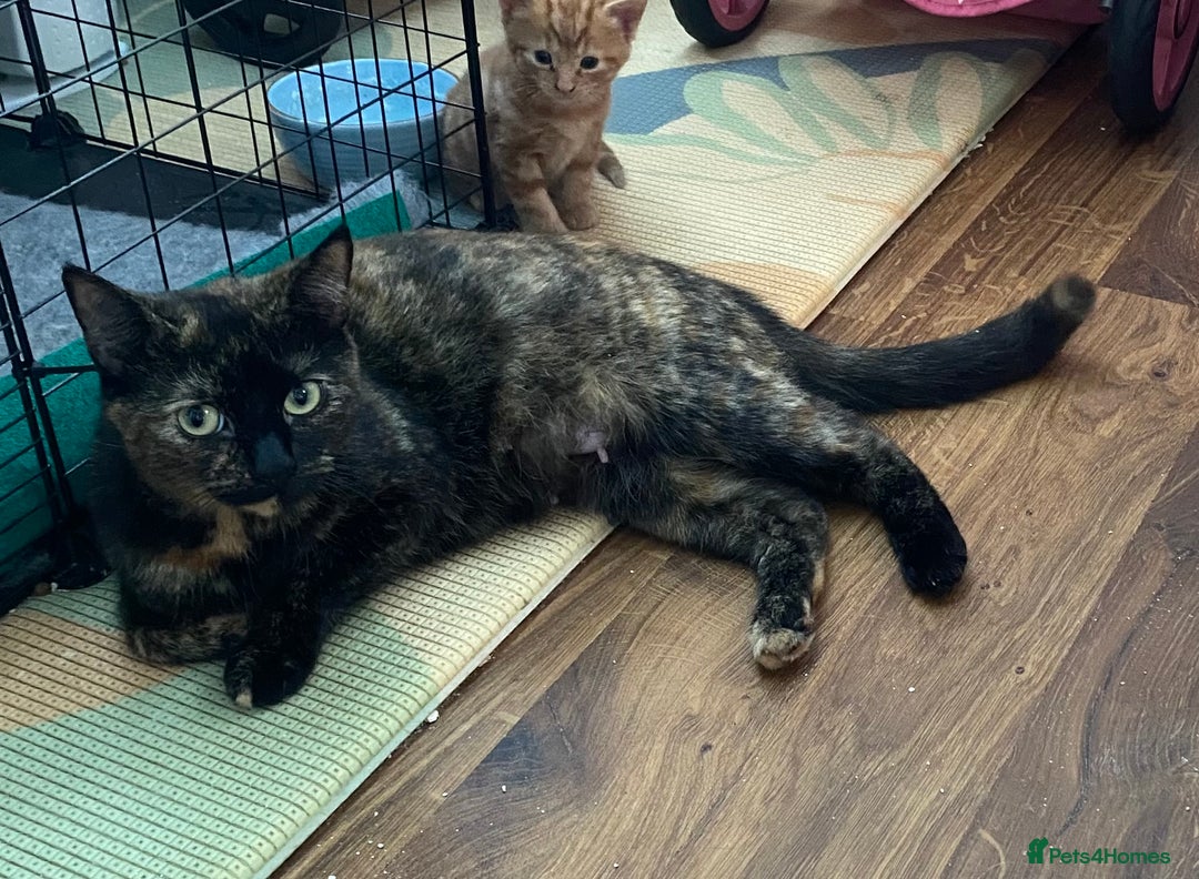 Mixed Breed cats for sale: 4 kittens for sale - Advert 1