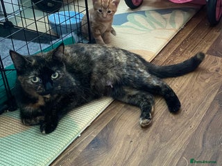 Mixed Breed cats 4 kittens for sale - Advert 1