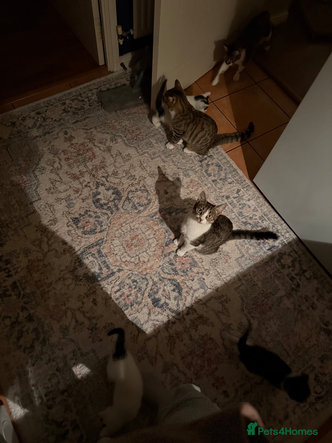 Domestic Shorthair cats for sale: Free girl cat (spayed) - Image 10