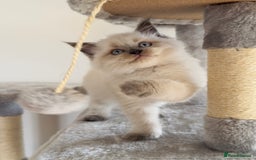 Ragdoll cats for sale: Ragdoll x maine coon kittens for sale  - Image 2