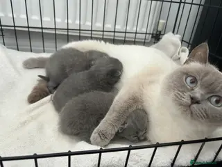 British Shorthair cats Stunning Lilac British Shorthair Kittens GCCF - Advert 1
