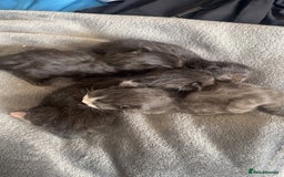 Mixed Breed cats for sale: Black Kitten available  - Image 2