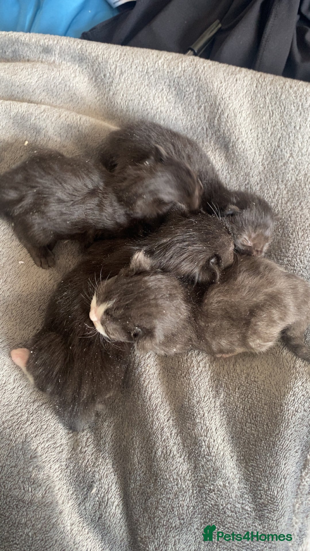 Mixed Breed cats for sale: Black Kitten available  - Image 2