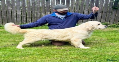 Golden Retriever dogs - Advert 3