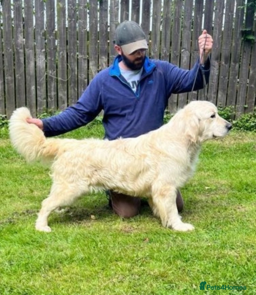 Golden Retriever dogs for sale: Stunning chunky golden retriever puppies  - Image 2