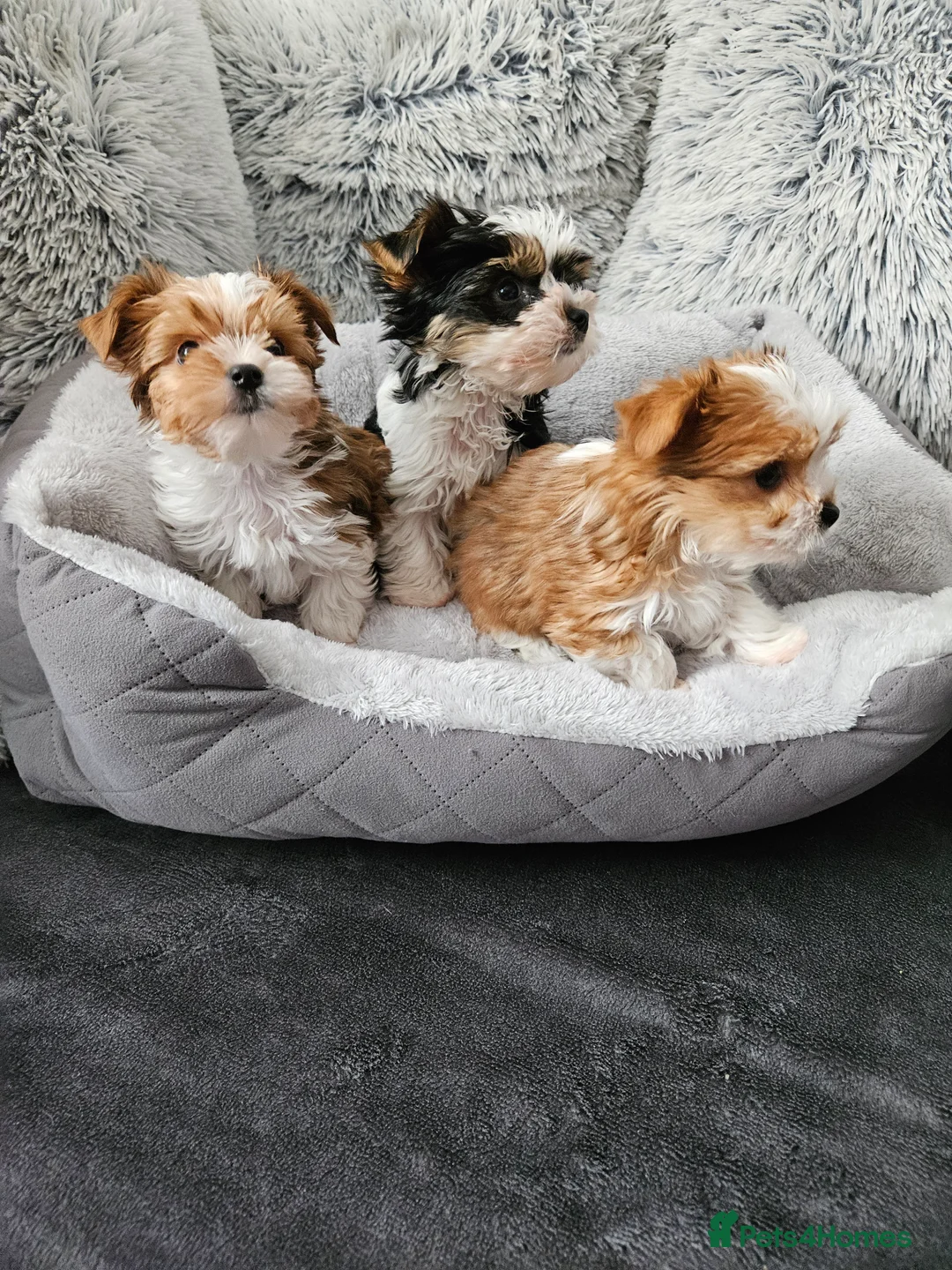 Biewer Terrier dogs for sale: Biewer Yorkshire Terier - Advert 5